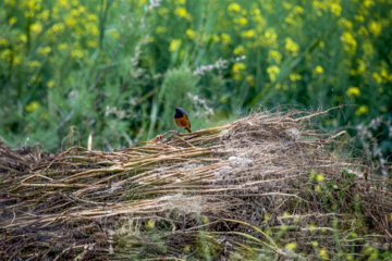 خوزستان کےعلاقے چمیم کی وائلڈ لائف -رابن 
(Robin- chat)