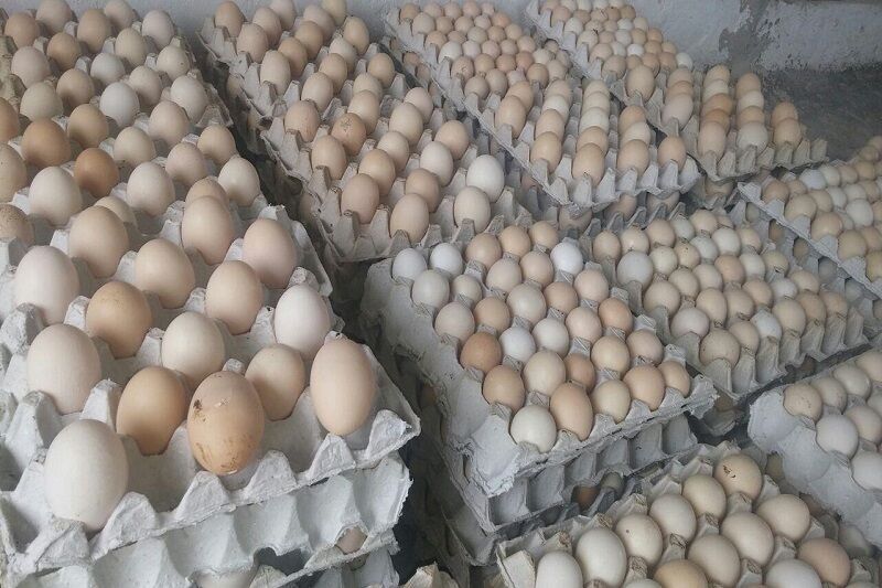 هشت واحد عمده توزیع تخم مرغ در سنندج پلمب شد