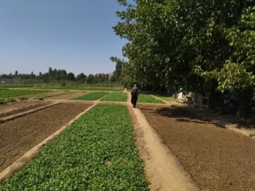 بوکان يكي از قطب هاي مهم توليد سبزي در آذربايجان غربي است