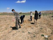 ۷ هزار اصله نهال توسط جهادگران در روستاهای تکاب کاشته شد