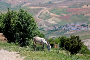 طبیعت زیبای بهاری بدرانلو