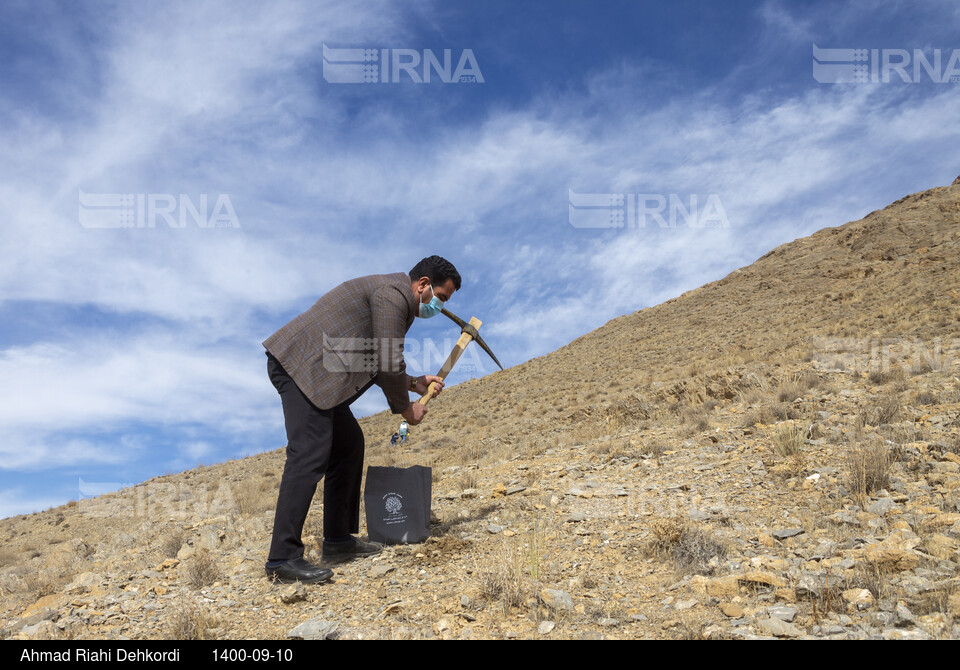 پویش مردمی بذرکاری برای احیای جنگل های زاگرس در شهرکرد