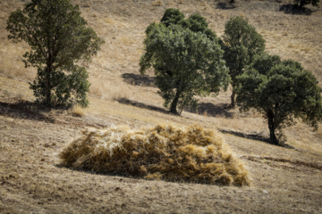 Traditional wheat harvest in western Iran