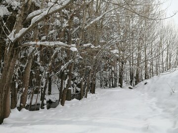 Snowy day in 1st days of winter in Tehran