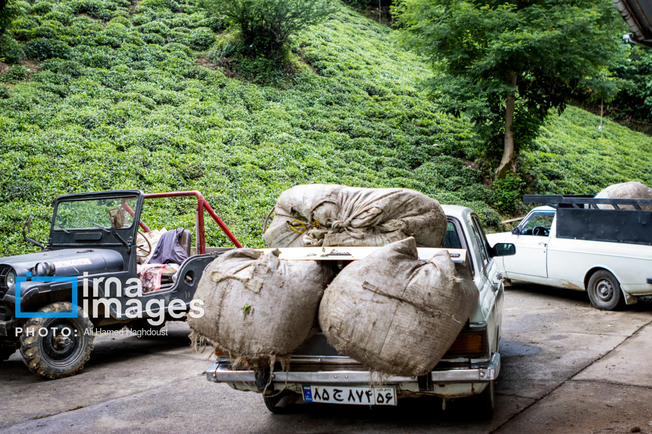 چای لاهیجان