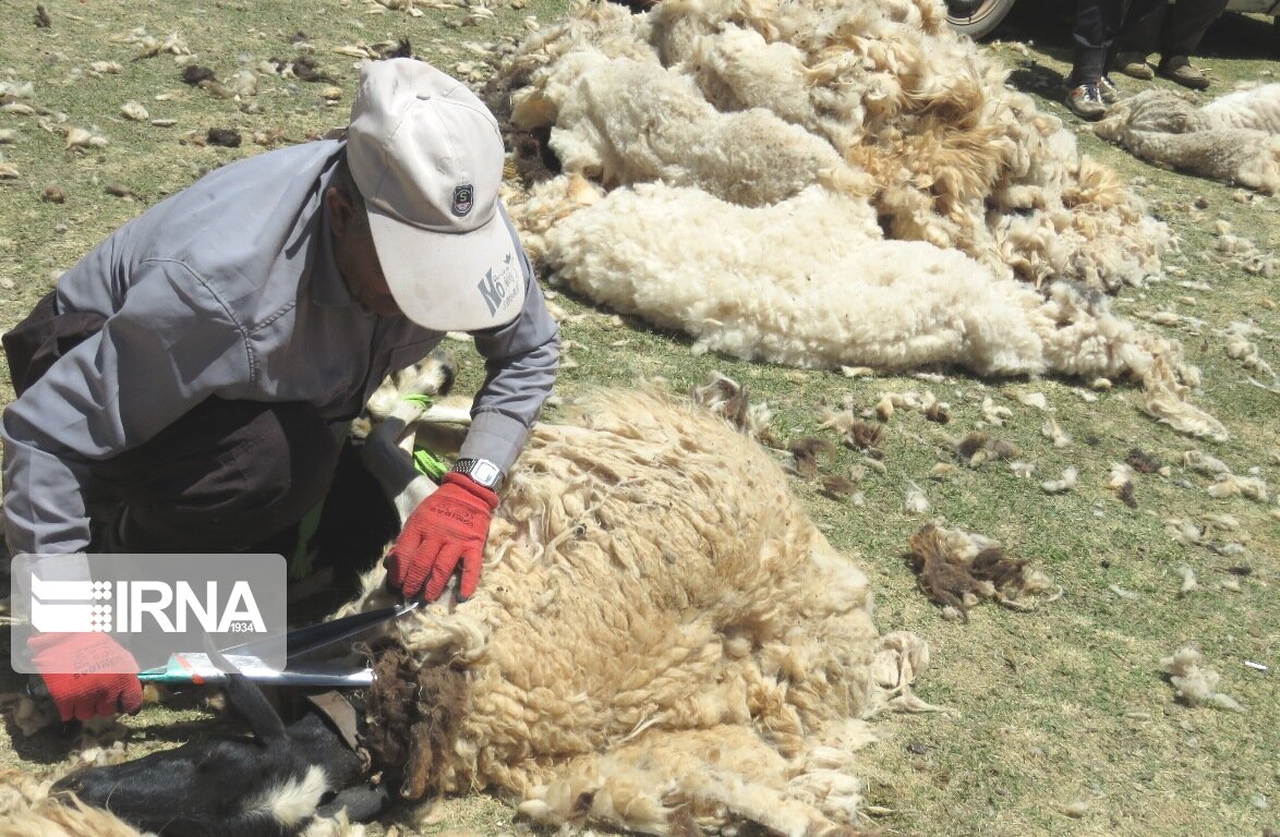 سالانه چهار هزار و ۶۰۰ تن پشم از خراسان شمالی خارج می‌شود