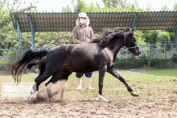 Caspian horse