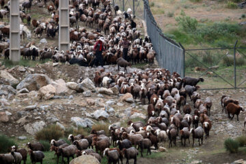 زندگی عشایر در مراتع همدان