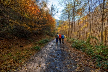 L'automne dans les forêts hyrcaniennes expose la magie de la nature dans chaque feuille. Le paysage intact et pittoresque de ces forêts en automne montre l'importance historique et la diversité végétale de ce trésor naturel iranien. 