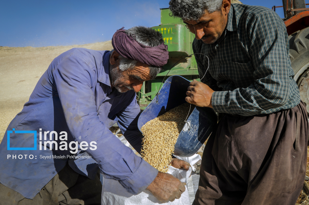 برداشت سنتی گندم از مزارع کردستان