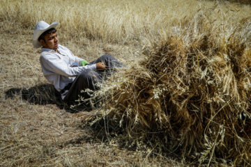 Traditional wheat harvest in western Iran