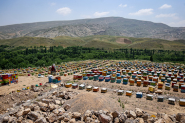 Bee  Breeding