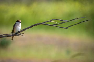 Wildlife of Chamim Region