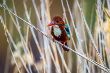 خوزستان کےعلاقے چمیم کی وائلڈ لائف - کنگ فشر (white throated Kingfisher)