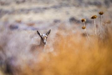 Iranian goitered gazelle