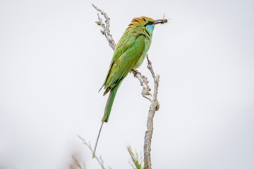 Birdwatching in Iran