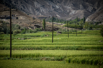 Terraced cultivation of rice in northern Iran