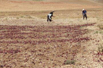 برداشت پیاز در میاندوآب