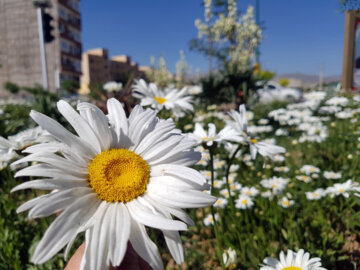 طراوت گل‌بهار در شهر اطلسی‌ها