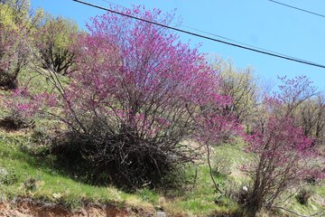 بهار زیبا در دره ارغوان