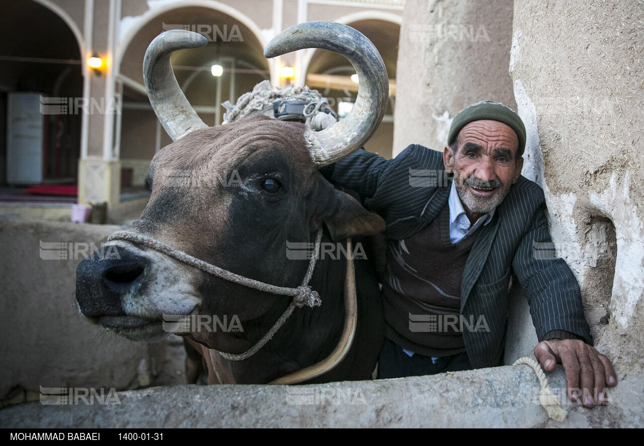 گاو چاه حاج‌ابراهیم