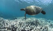 تغییرات اقلیمی صخره های مرجانی جهان را به نصف کاهش داد