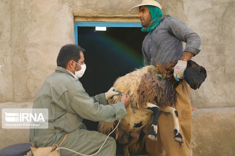 ۱۰۷ هزار راس دام در لرستان واکسینه شد