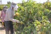 نخستین مرکز باغ‌یاری کشور در روستای جوزان ملایر آغاز به کار کرد