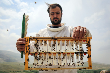 Bee  Breeding