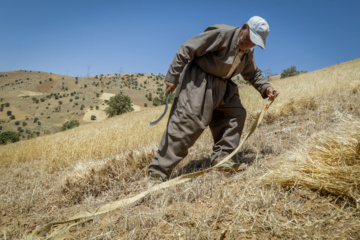 Traditional wheat harvest in western Iran