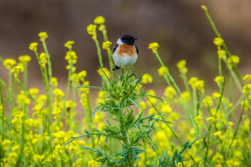 خوزستان کےعلاقے چمیم کی وائلڈ لائف -رابن 
(Robin- chat)