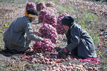 ایجاد ۱۰ هزار شغل کشاورزی در کرمانشاه