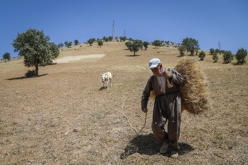 Traditional wheat harvest in western Iran