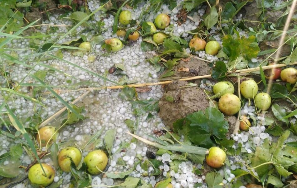 بارش تگرگ ۴۸ میلیارد تومان به باغداران و کشاورزان شاهرود خسارت زد