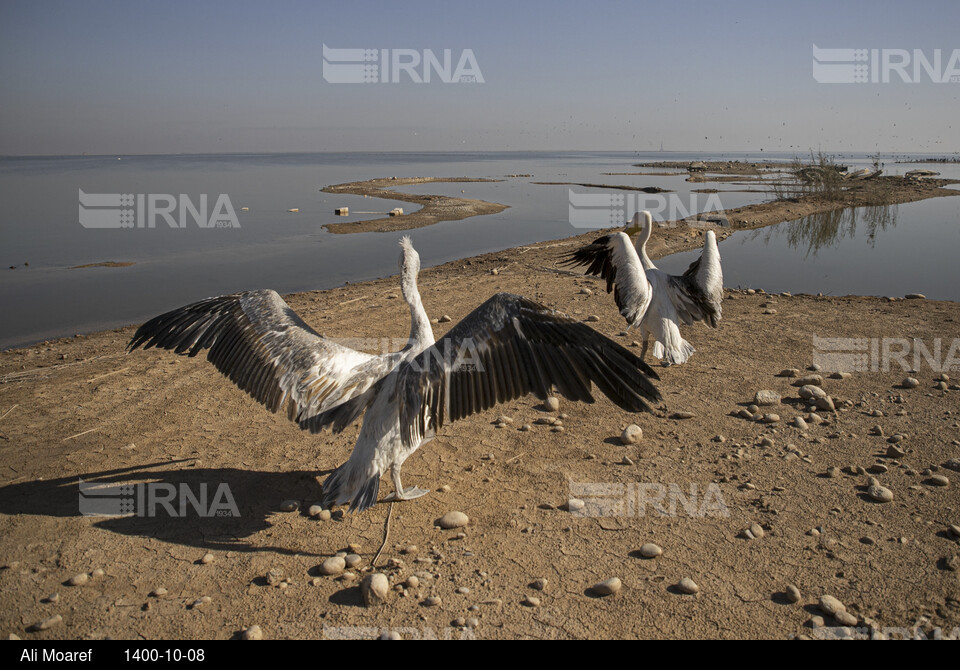 رهاسازی ۲ پرنده پلیکان نجات یافته در تالاب هورالعظیم