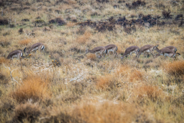 Iranian goitered gazelle