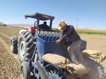 کشت مکانیزه سیر برای نخستین‌بار در بوکان