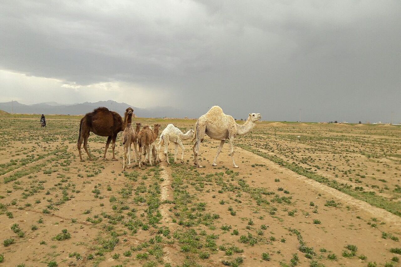 بارش باران در نقاط کویری آران‌وبیدگل