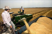 برداشت گندم در بهاباد  ۱۵ درصد افزایش یافت