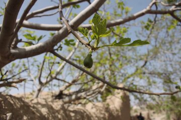 کوچه باغ های سمنان در بهار 1400