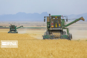 ۵۸۰ هزار تن گندم امسال در استان اردبیل تولید می‌شود