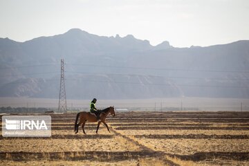 Endurance riding competition in Iran