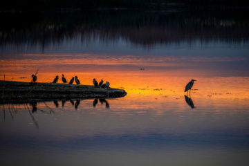 Wildlife of Chamim Region