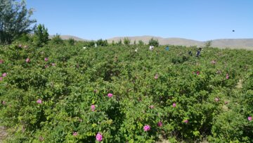 برداشت گل محمدی از مزارع «خوش آباد» ملایر