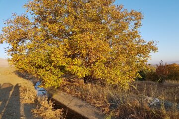 جلوه هایی از پاییز رنگارنگ در اشنویه