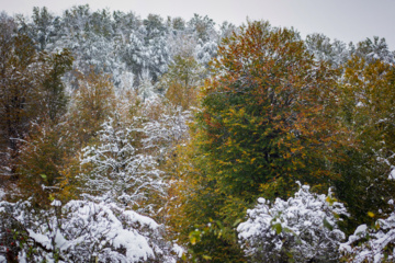 Nieve otoñal en Mazandarán