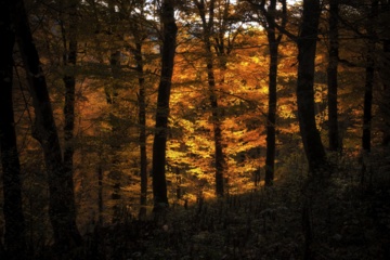 L'automne dans les forêts hyrcaniennes expose la magie de la nature dans chaque feuille. Le paysage intact et pittoresque de ces forêts en automne montre l'importance historique et la diversité végétale de ce trésor naturel iranien. 