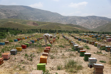 Bee  Breeding