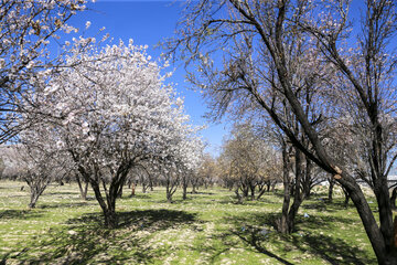 شکوفه های زمستانی در دریاچه مهارلو