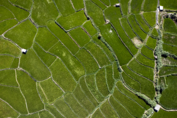 Terraced cultivation of rice in northern Iran